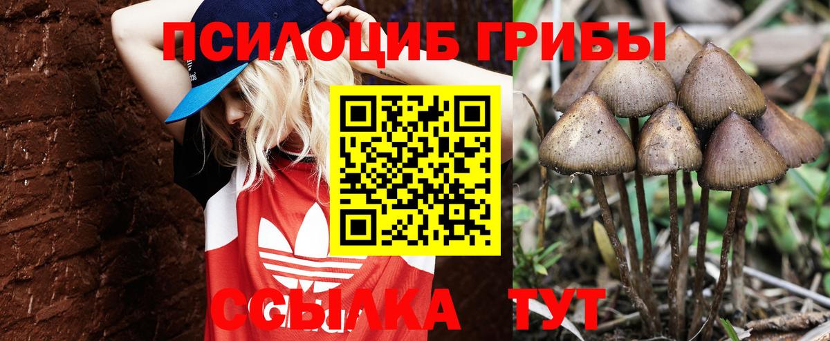 Иваново  Псилоцибиновые грибы Psilocybine cubensis  Вход с VPN 